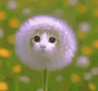 Gif 1